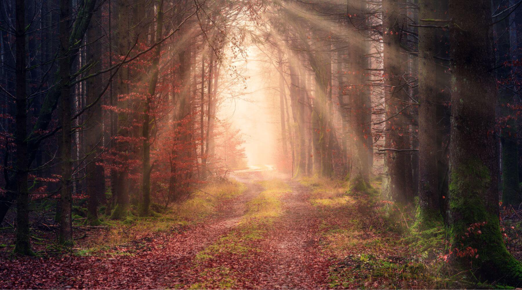 Challenging Assumptions blog image - light through the trees