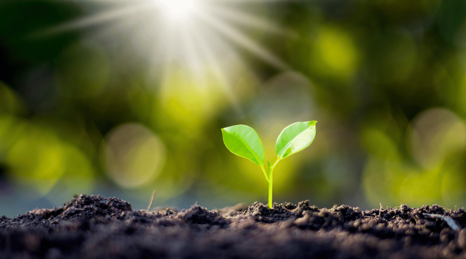 Plant growing in sunlight